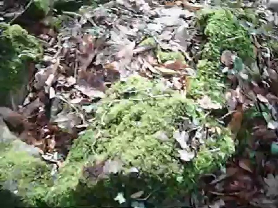 remane 2 et Seth  en bretagne des cotes d armor bzh