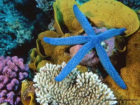 RONDO VENEZIANO ( BLU OLTREMARE / Yamaha Tyros 2 )