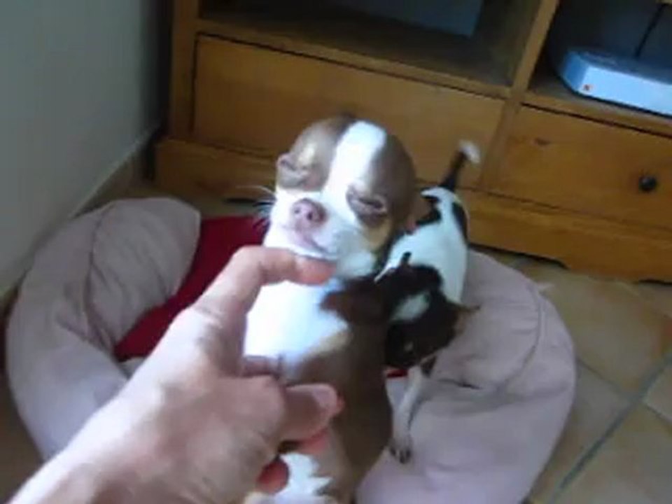 Globule, petit chihuahua chocolat poil court ,fils de Geisha, agé de 7 mois , 1,400 kg, un amour ! LOF