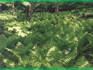 Pokemon Platine [16] : Le grand marais de Verchamps !