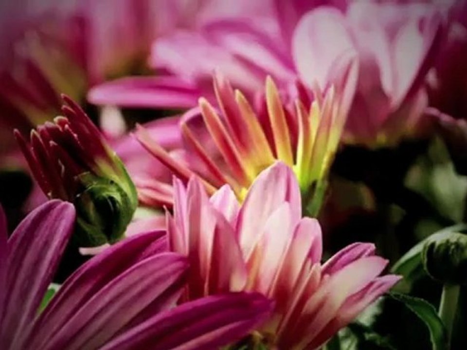Bekki William - Xanthe's Garden