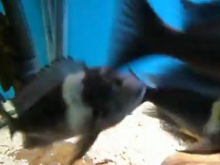 tropheus