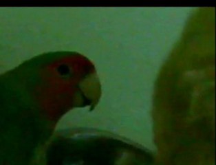 Kediyle papağaanın dostluğu