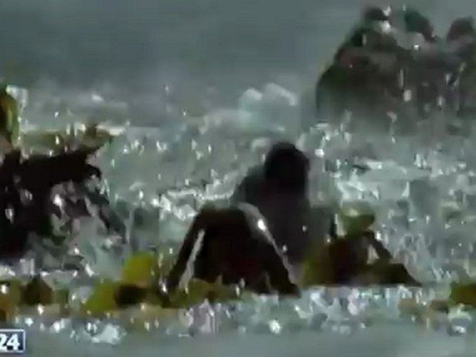 Unser blauer Planet - An der Küste - Natur & Wildlife - (BBC EXCLUSIV) - N24 Doku