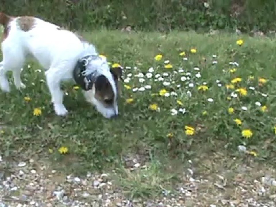 Jack (russel 1 an mai 2012
