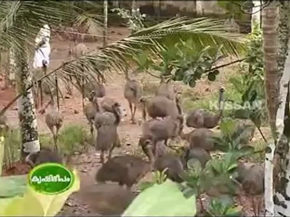 Kissan krishideepam v and v emu farm thiruvalla pathanamthitta part 1.flv