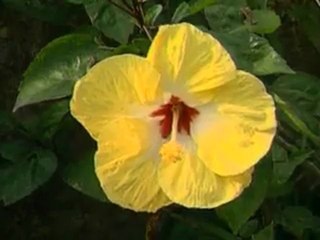 谢雷： 像雾又像花