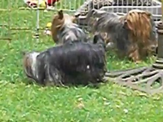 ROMEO & JULIETTE 26 mai 2012