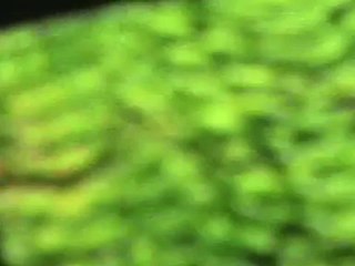 ¡Los mejores filmes experimentales y creativos se encuentran en el archivo Xcèntric!