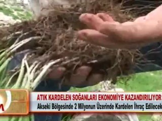 ATIK KARDELEN SOĞANLARI EKONOMİYE KAZANDIRILIYOR