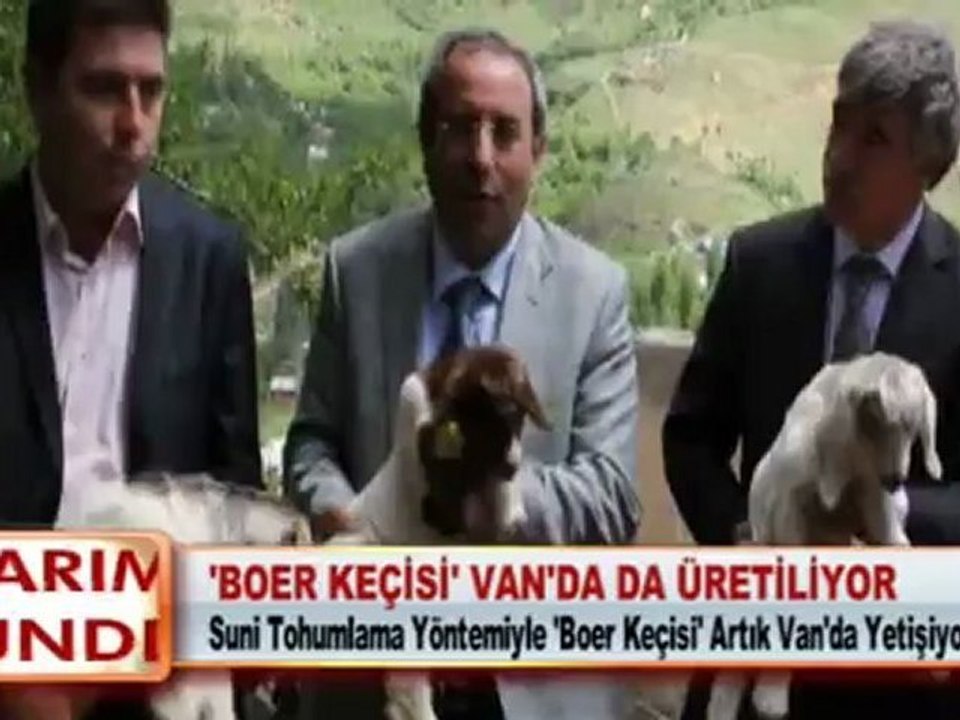 ‘BOER KEÇİSİ’ VAN’DA DA ÜRETİLİYOR 29 05 2012