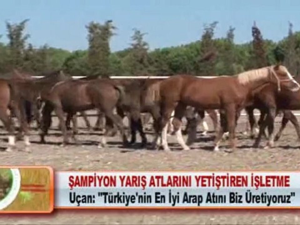 ŞAMPİYON YARIŞ ATLARINI YETİŞTİREN İŞLETME