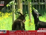 Des brebis à la place des tondeuses à Lille