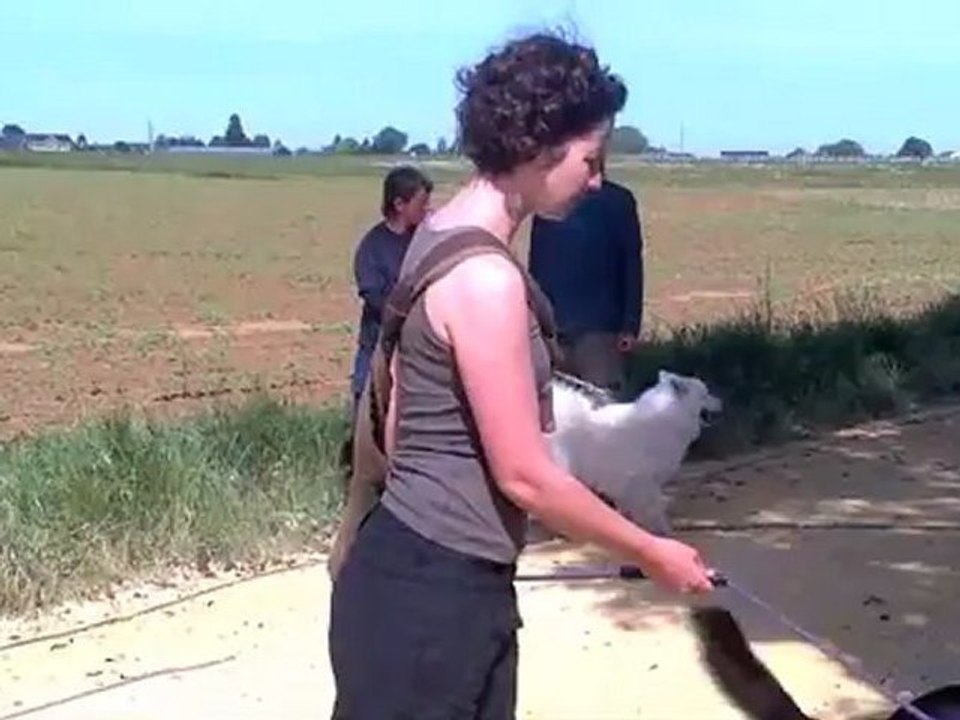Travail de la longe