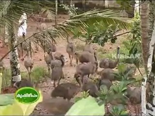 Kissan krishideepam v and v emu farm thiruvalla pathanamthitta part 1.flv