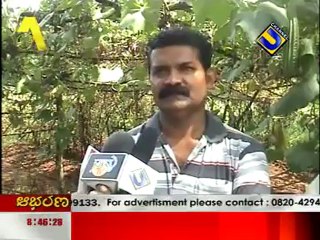 Bird Emu in Karavali!! - Gulf Kannadiga_com news