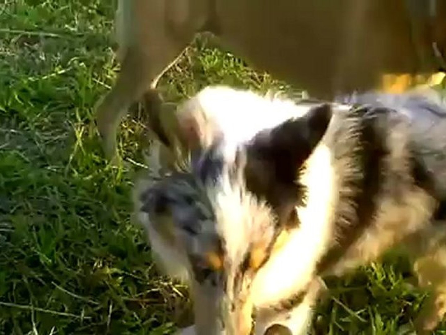 Dog Freedom or Dog Neglect?