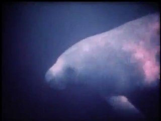 Count Down for the Everglades (1971, 60 minutes), Part 6