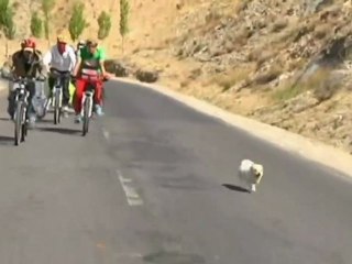 Un chien errant suit des cyclistes durant 1700 km