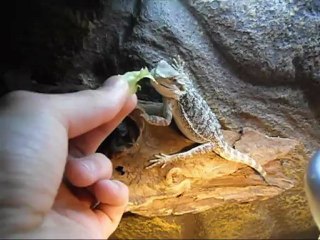 Montage Pogona Vitticeps (Fiche d'élevage)