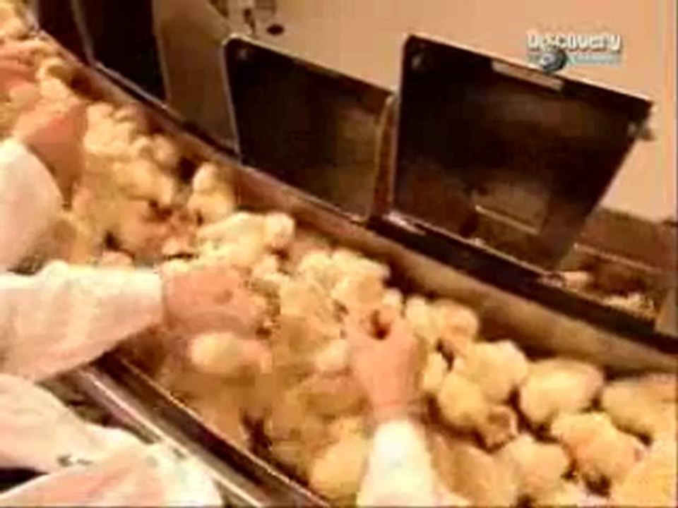 79285-usine_de_poussins