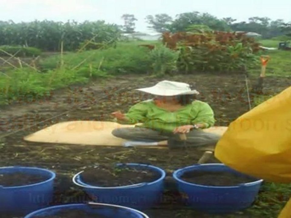 growing portobello mushrooms how to grow magic mushroom magic mushroom kit video Dailymotion