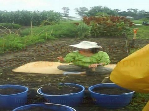 growing portobello mushrooms - how to grow magic mushroom - magic mushroom kit