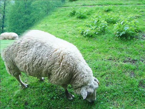 2010-05-02 - I Love Paris V - Jardins du château de Versailles