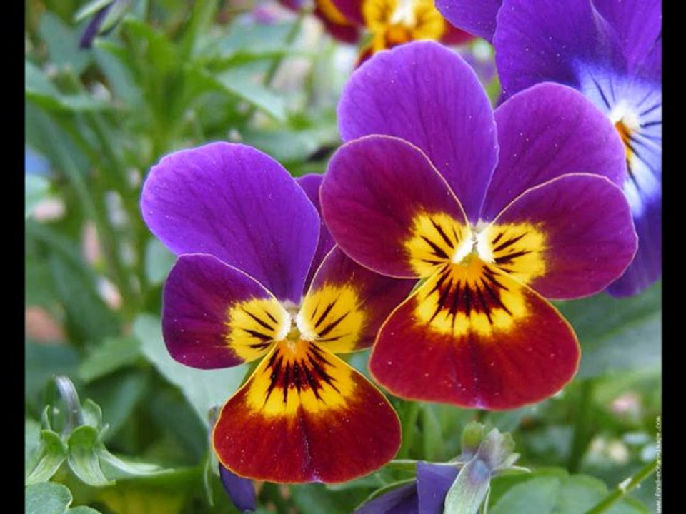 RONDO  VENEZIANO  (   ISOLE  / Yamaha Tyros 2  )