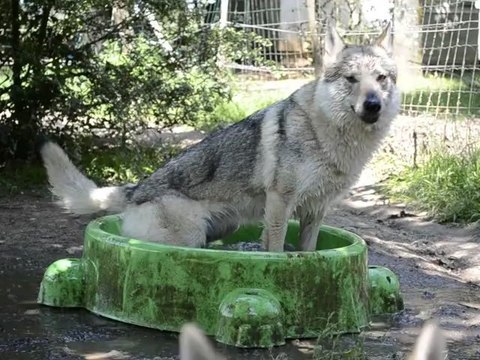 Chien loup tchecoslovaque Fragance de l'Arche du Ferion
