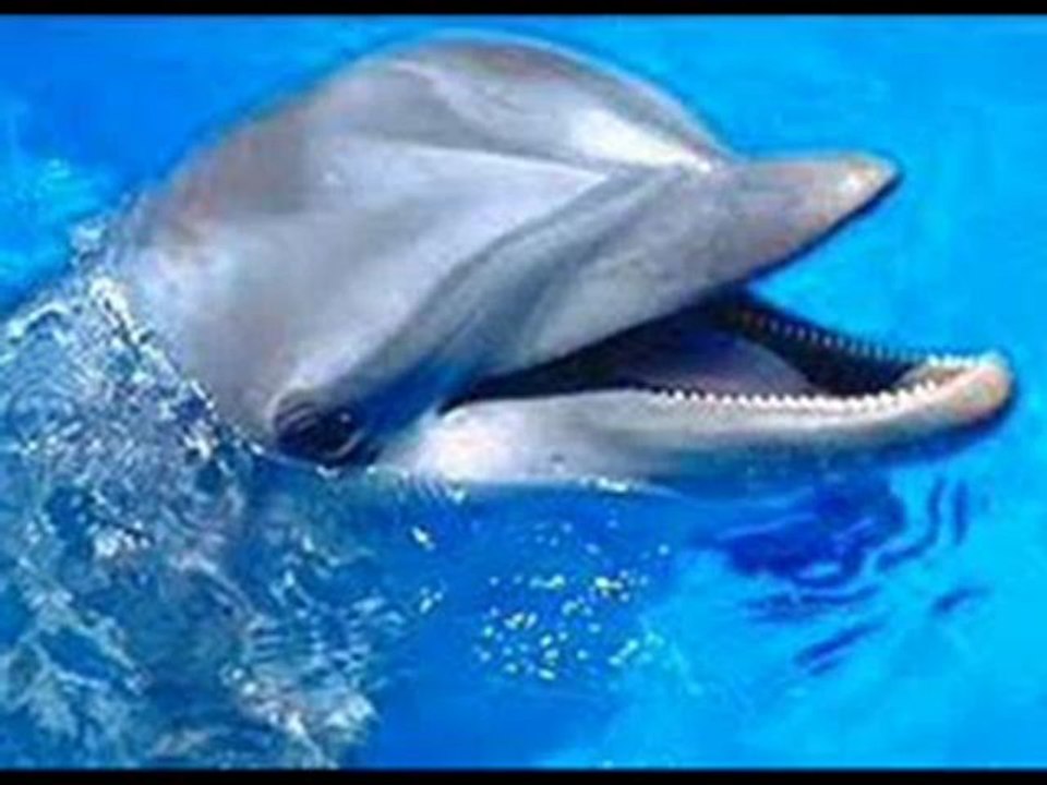 Dauphins