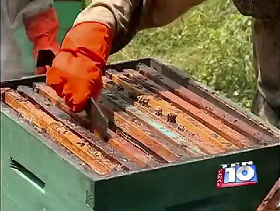 Mujeres en la Apicultura. Noticiero Abriendo Brecha, Canal 10. 28 de mayo del 2012.