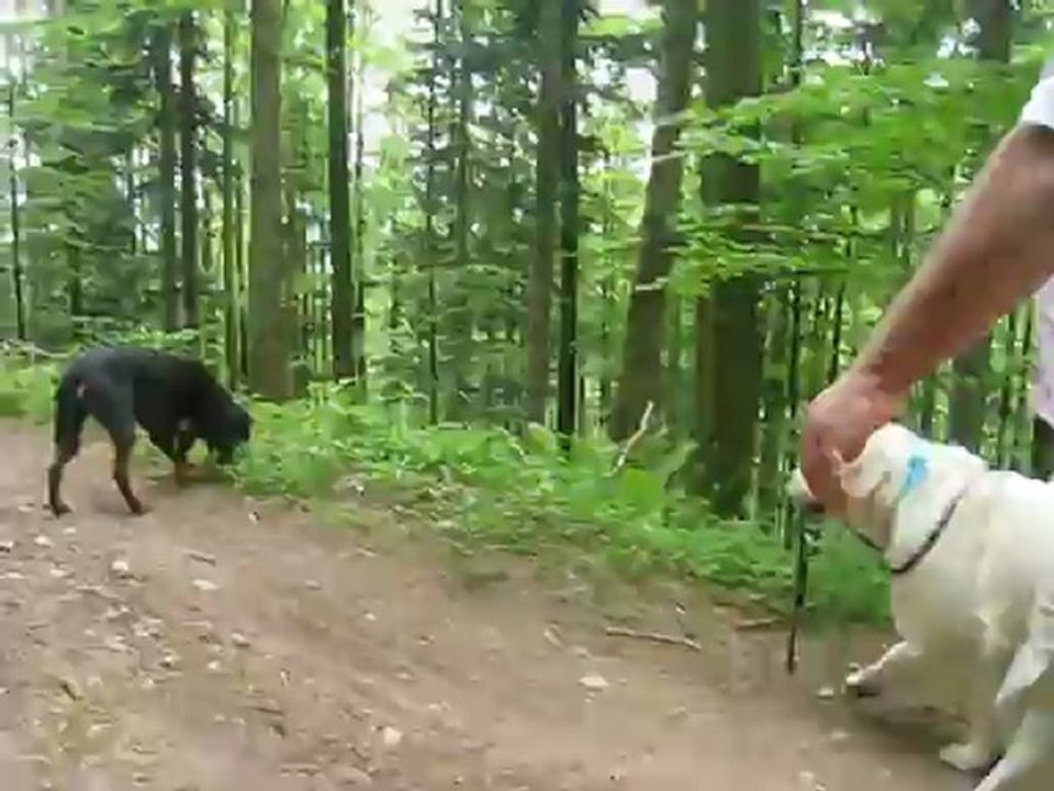 Rando 3