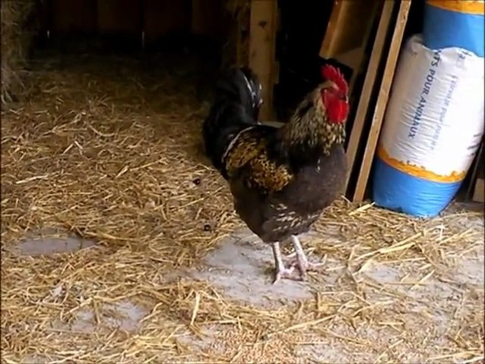 la vie a la mini ferme 2012 du camping la chénaie a pornic 44210