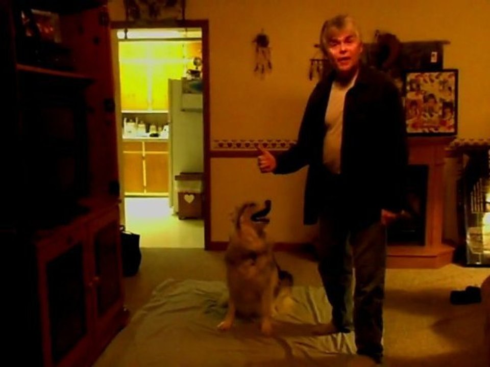 Un chien qui comprend le langage des signes