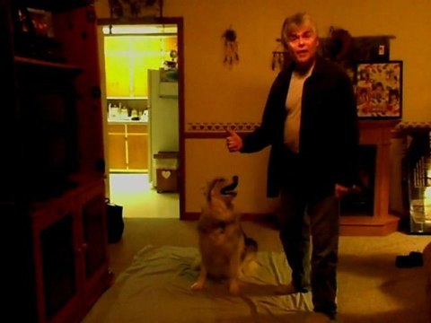 Un chien qui comprend le langage des signes