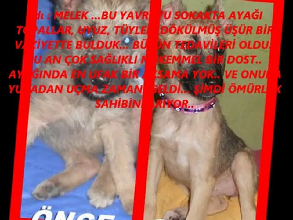 melek video