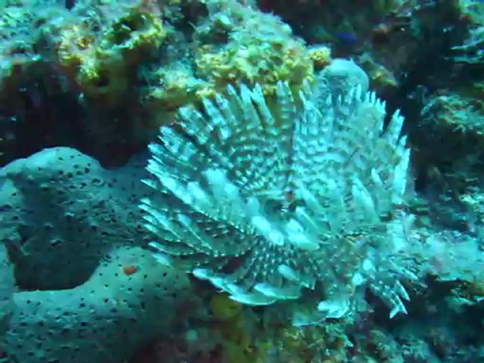 2012 05 28 Sabellastarte indica