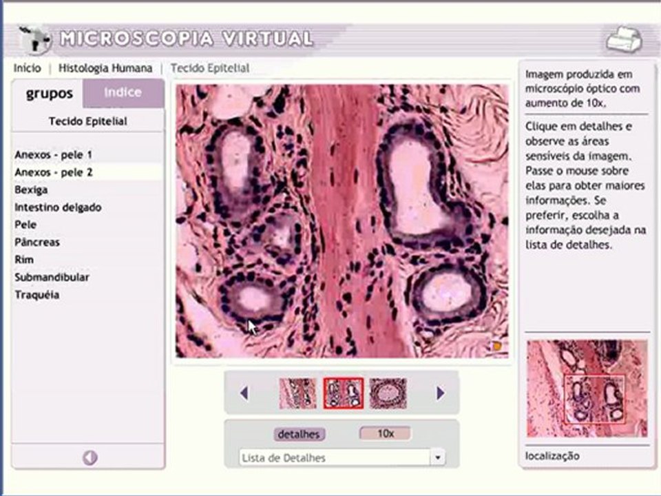 Vídeo Aula Morfologia e Fisiologia da Pele - Veja mais em: http://www.estudandodecasa.blogspot.com.br/