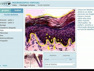 Vídeo Aula Tecido Epitelial de Revestimento - Veja mais em: http://www.estudandodecasa.blogspot.com.br/
