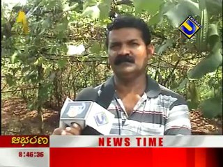 Bird Emu in Karavali!! - Gulf Kannadiga_com news