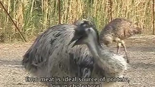 Documentary - EMU