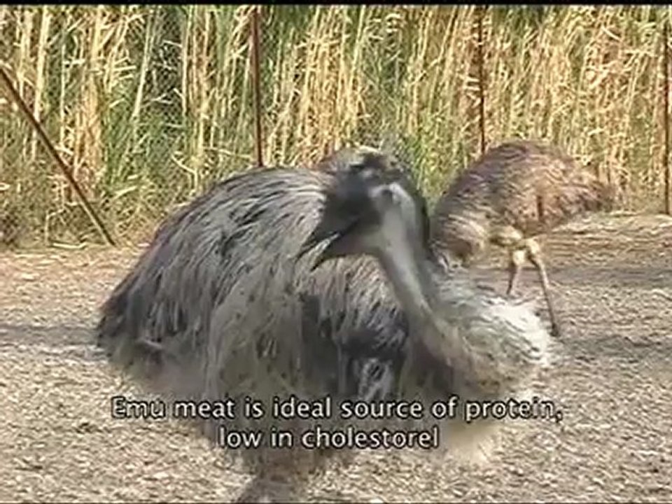 Documentary - EMU