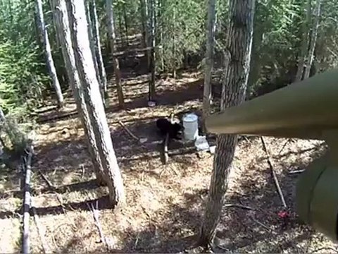 Bear Week: Black Bear Hunting in the North Country