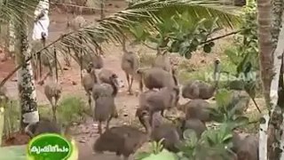 Kissan krishideepam v and v emu farm thiruvalla pathanamthitta part 1.flv - Video Dailymotion
