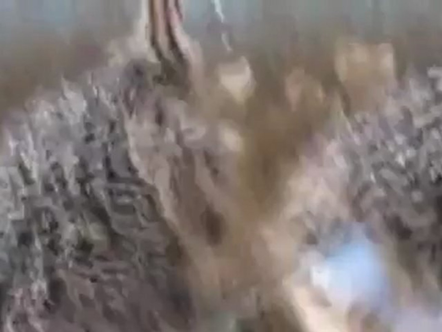 Ostrich farming at anand gujarat