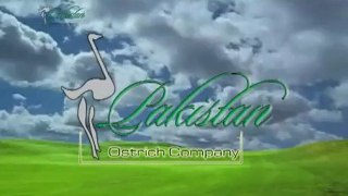 Pakistan Ostrich Company PakOstrich