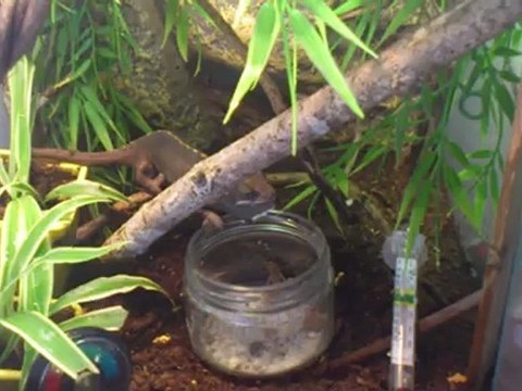 repas cameleon calyptratus