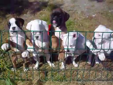 chiots 8 et 9 semaines