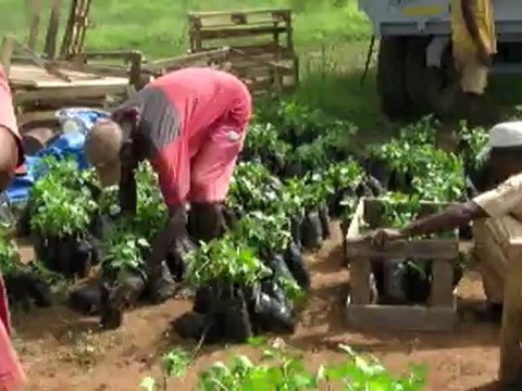 Reboisement à Madagascar, essai du Lions club de Toliara (1/04/12)